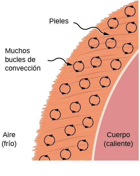 Aire atrapado en la piel